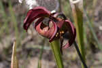 Crimson pitcherplant